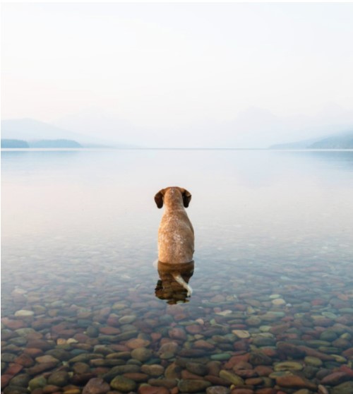 dog dog